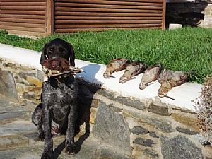 Κυνήγι μπεκάτσας - Xawer v.d.Dachswiese