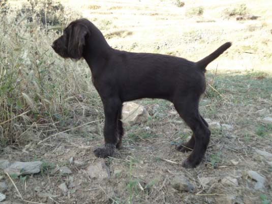 Η μικρή Juno... ηλικίας 2 μηνών.