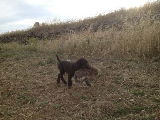 Η μικρή μας σε επαναφορά δέρματος λαγού μόλις 2 μηνών.