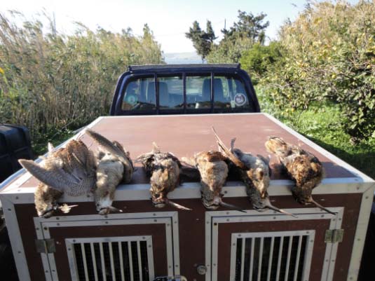 15 Νοέμβρη 2013 μιά καλή μπεκατσομέρα.