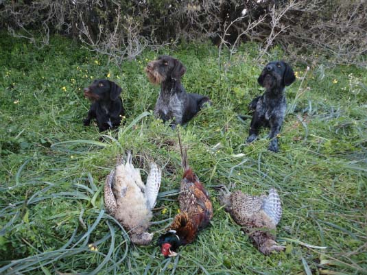Κυνήγι Φασιανού