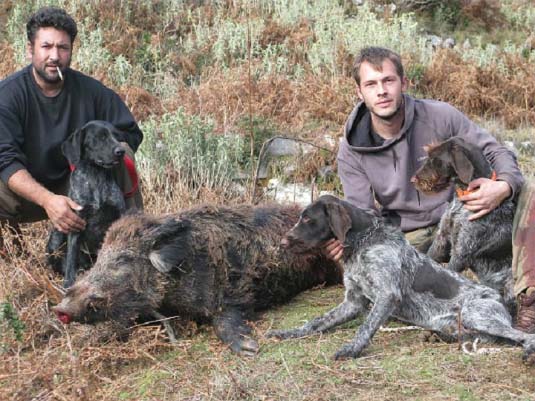 Κυνήγι αγριογούρουνου στόν Ταΰγετο