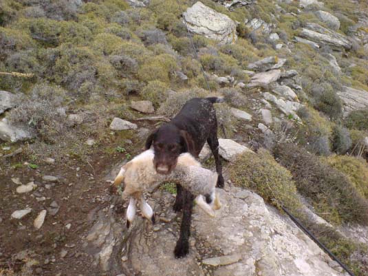 Κυνήγι λαγού στην Τήνο