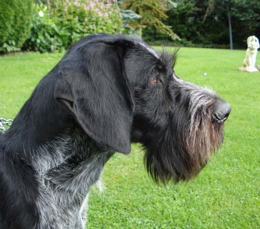 /Wella Kykladon στο Hegewald 2010