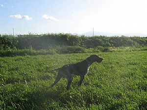 Ingo II Kykladon στην Κύπρο