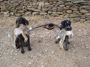 Κυνήγι λαγού στήν Τήνο με Tina - Wella