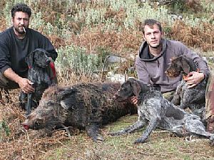 Κυνήγι αγριογούρουνου στόν Ταύγετο