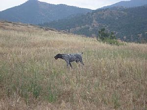 Η Walli Kykladon σε φέρμα στήν Κύπρο