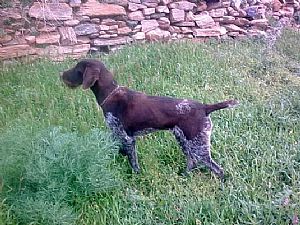 Ilex II Kykladon- Drahthaar Kykladon