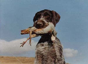 Margo- Drahthaar Kykladon 