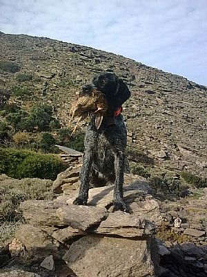 Κυνήγι μπεκάτσας