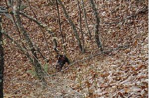 Κυνήγι με την Diana Kykladon