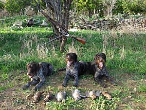 Κυνήγι το 2008 με Nero - Tina - Deco