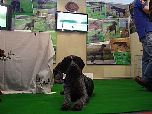 H Wella στο περίπτερο μας στην Diana 2011