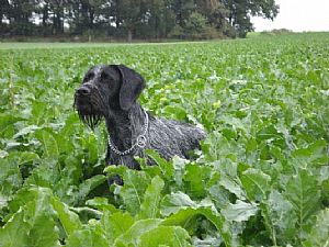 Η Wella φερμάρει στο Hegewald 2010