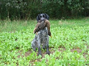 Παράδοση πάπιας απο την Wella στό Hegewald 2010