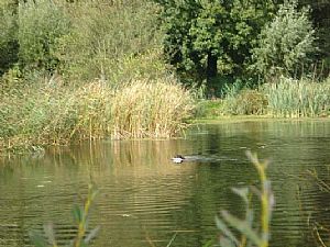 Hegewald 2008 - Drahthaarkykladon