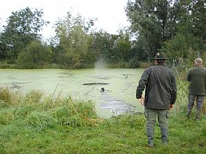 Hegewald 2010 - Drahthaarkykladon