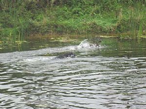 Hegewald 2008 - Drahthaarkykladon 