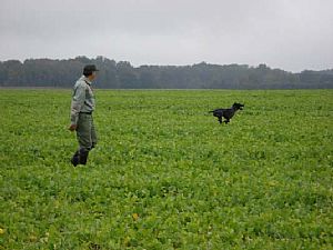 Hegewald 2008 - Drahthaarkykladon 