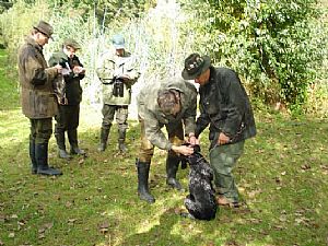 Hegewald 2008 - Drahthaarkykladon