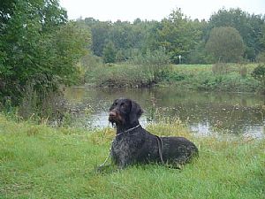 Hegewald 2007 - Drahthaarkykladon