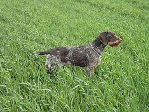 Gelly II Kykladon VJP - 67p