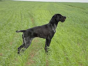 Francy II Kykladon VJP - 71p