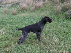 Xawer v.d.Dachswiese 2