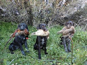 Κυνήγι φασιανού