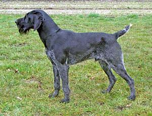 Ottelo v.d.Dachswiese