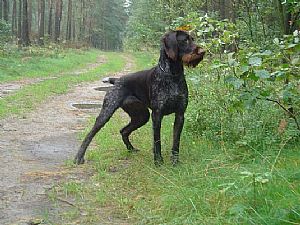 Tina II v.Bockenhagen