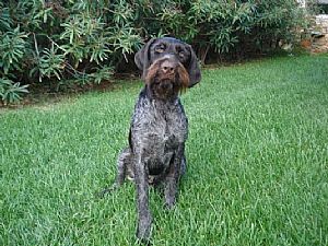 Xawer v.d.Dachswiese 