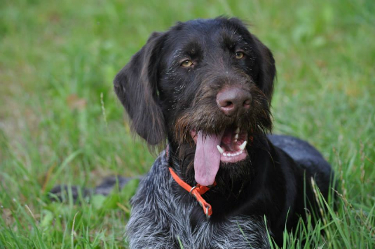 /Olga II Kykladon......HZP (Κεντρικής Ευρώπης)    