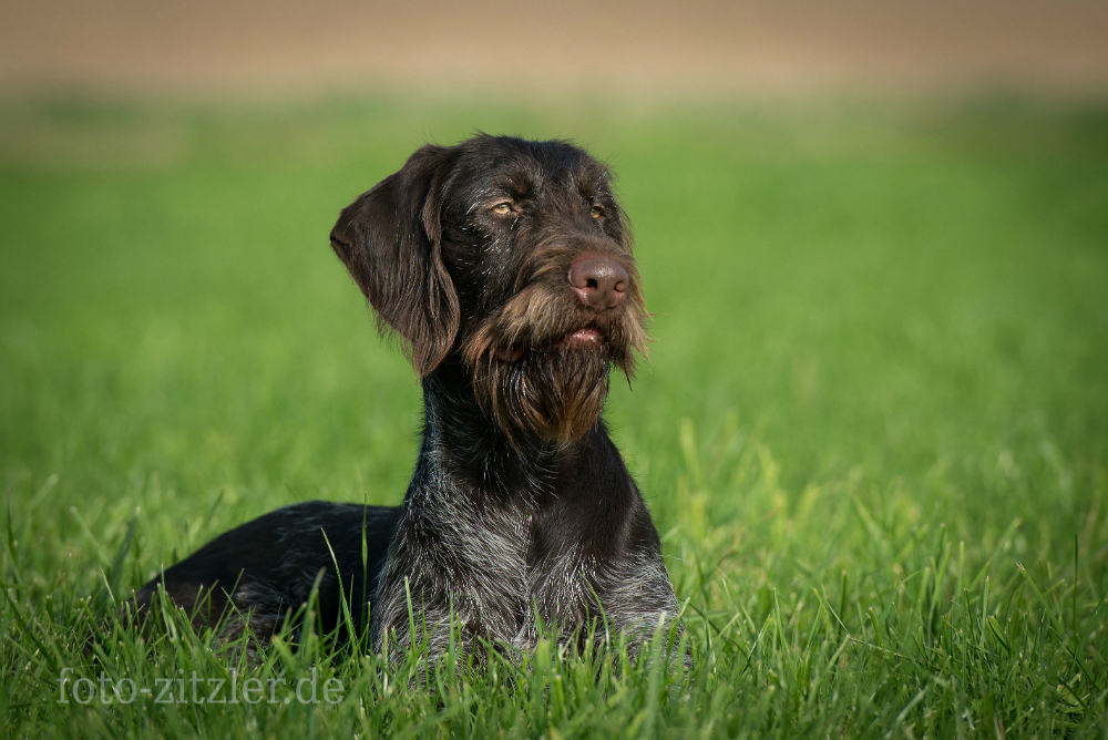 /Olga II Kykladon......HZP (Κεντρικής Ευρώπης) 3 Οκτωβρίου2014 Groβenseebach. 