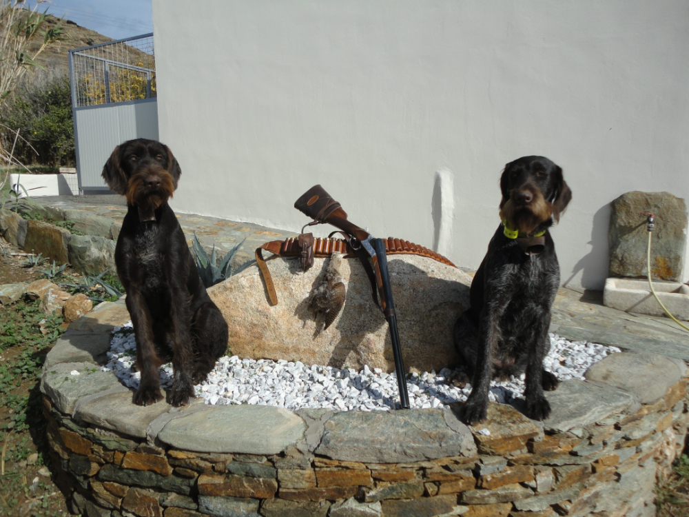 Κυνήγι μπεκάτσας με Juno IV del Zeffiro & /Olga II Kykladon