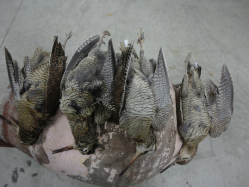 Διάφορα κυνήγια του 2014