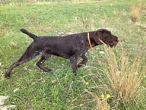 /Olga II Kykladon σε κυνήγι