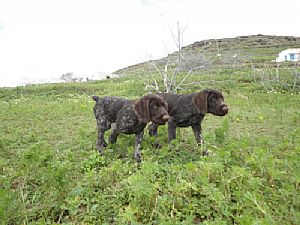 Quick II & Quirl II Kykladon