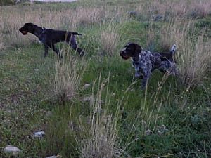 /Quick II Kykladon & Reus II Kykladon