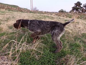  Kay IV v.Bockenhagen