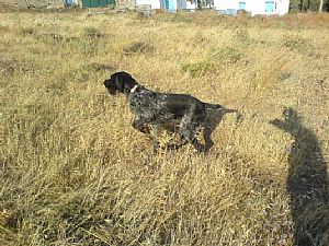 Hegewald 2008 - Wendy