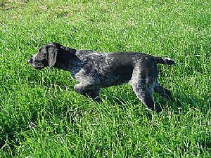 Wendy II V Bockenhagen