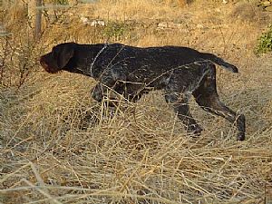 Drahthaar Kykladon - Lorka